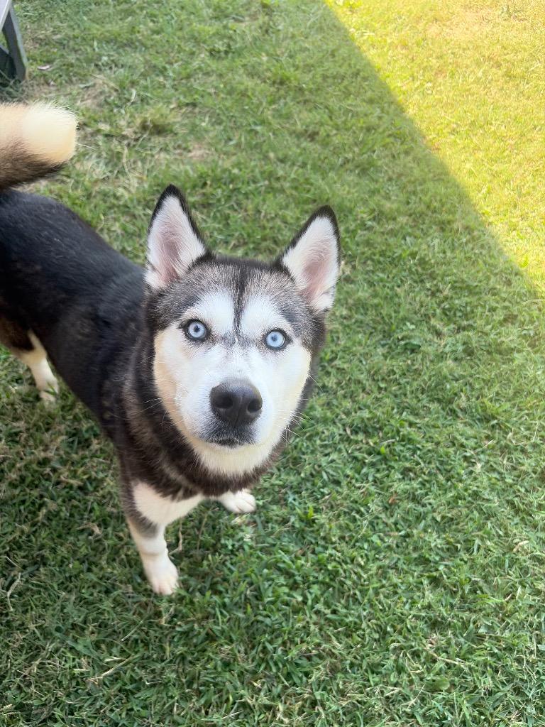 Enlarge Alaska, a Adoptable Husky in Gallatin, TN image 1/3