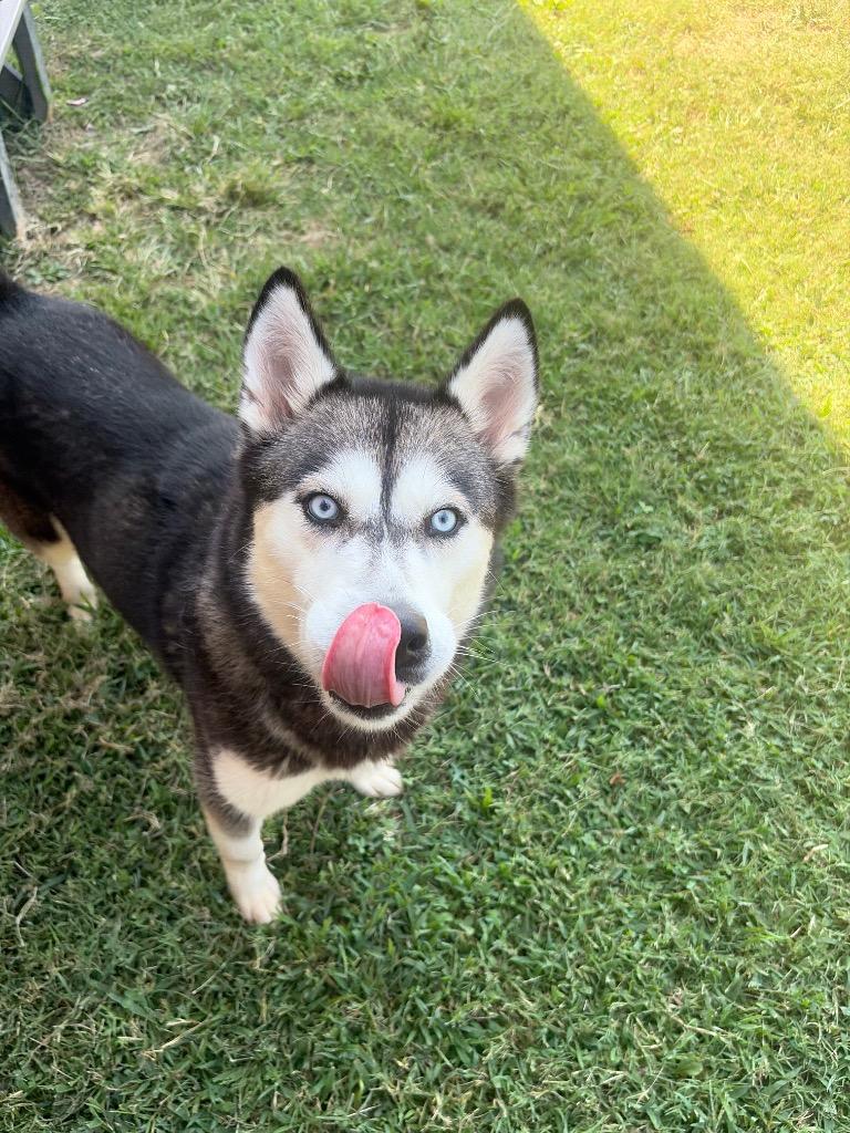 Enlarge Alaska, a Adoptable Husky in Gallatin, TN image 2/3