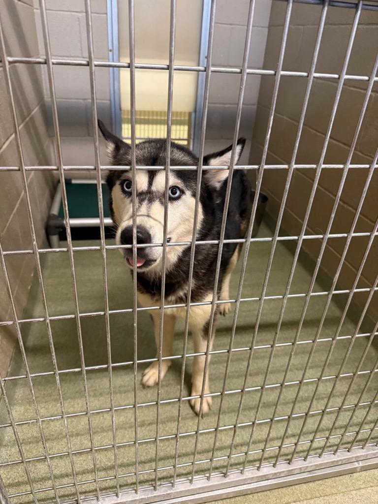 Enlarge Alaska, a Adoptable Husky in Gallatin, TN image 3/3