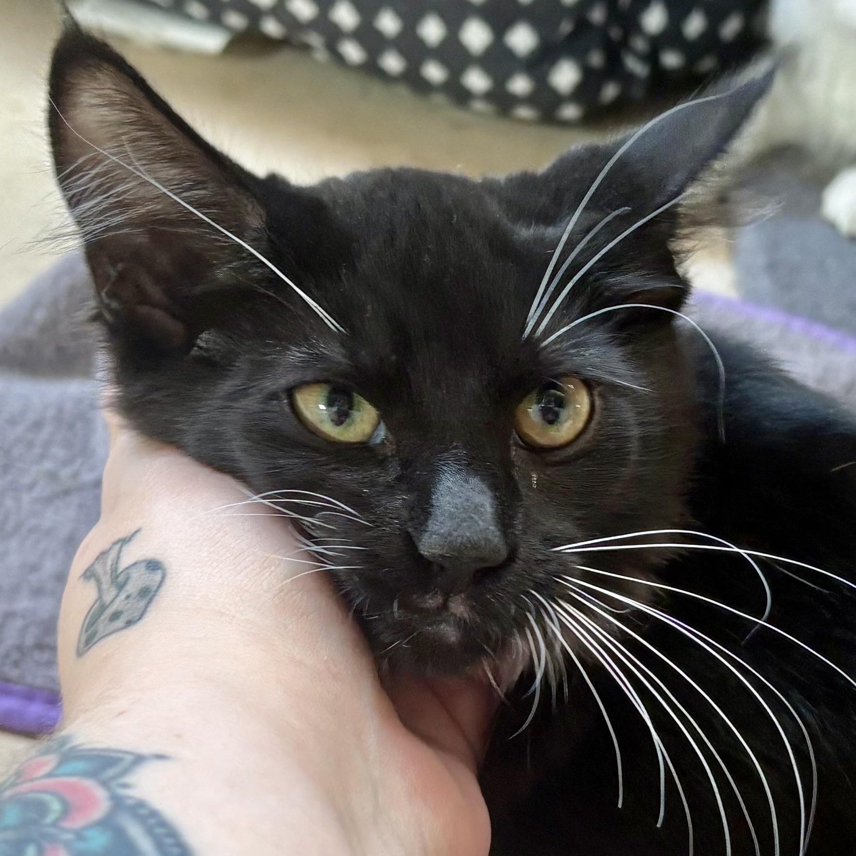 Elise, Adopted, Kitten Female Domestic Medium Hair.