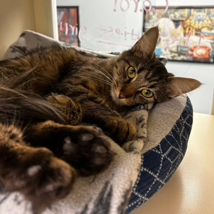 Carol - In Foster to Adopt, a Adoptable Domestic Medium Hair in Naperville, IL image 1/5