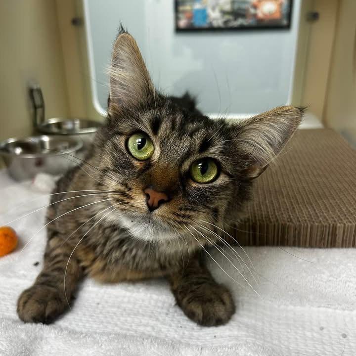 Carol - In Foster to Adopt, a Adoptable Domestic Medium Hair in Naperville, IL image 2/5