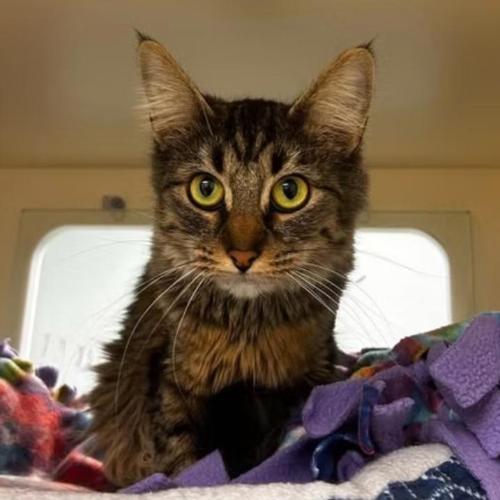 Carol - In Foster to Adopt, a Adoptable Domestic Medium Hair in Naperville, IL image 4/5