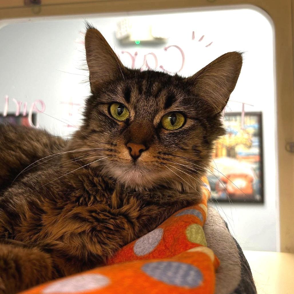 Carol - In Foster to Adopt, a Adoptable Domestic Medium Hair in Naperville, IL image 5/5