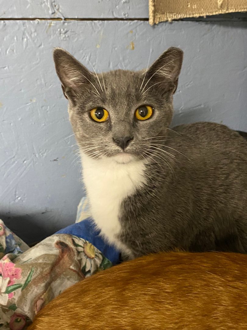 Enlarge Summer, a Adoptable Domestic Short Hair in New Richmond, WI image 1/1