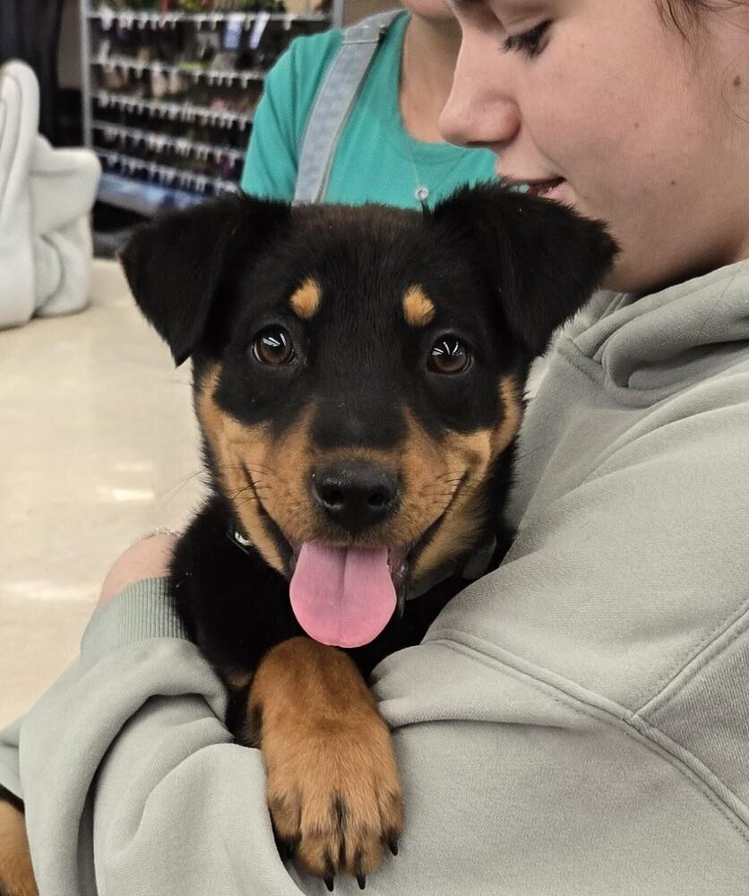 Koala, adoptable, Puppy Female Shepherd & Mixed Breed.