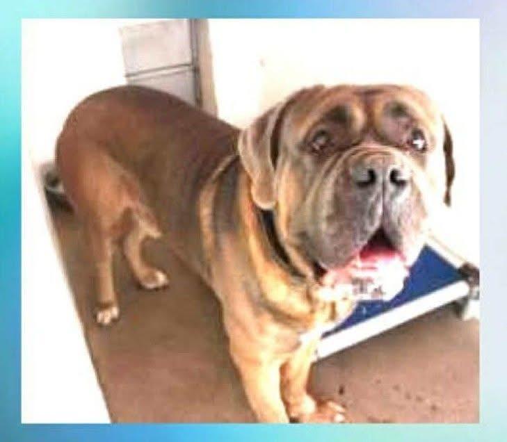 Enlarge Bakugo, a Adoptable mixed breed in Dallas, TX image 2/4