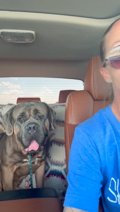 Enlarge Bakugo, a Adoptable mixed breed in Dallas, TX video 3/4