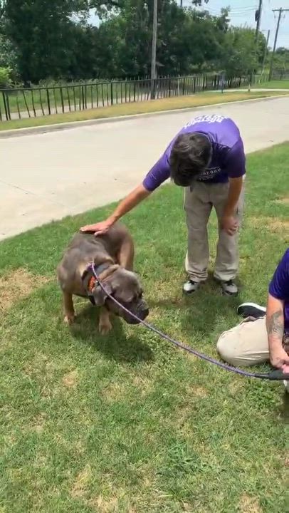 Enlarge Bakugo, a Adoptable mixed breed in Dallas, TX video 4/4