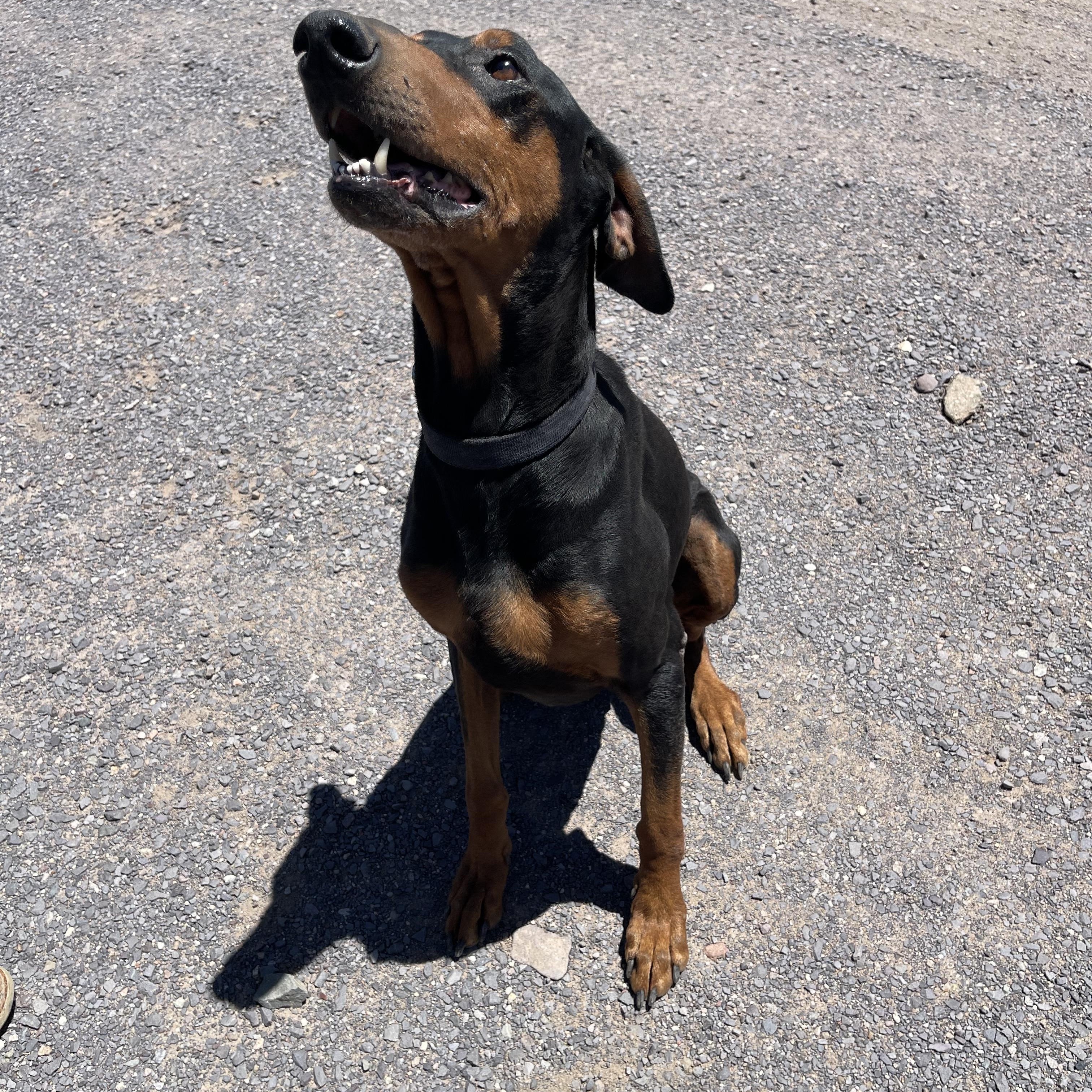 Enlarge Knox, a ADOPTABLE Doberman Pinscher in Lordsburg, NM image 1/1