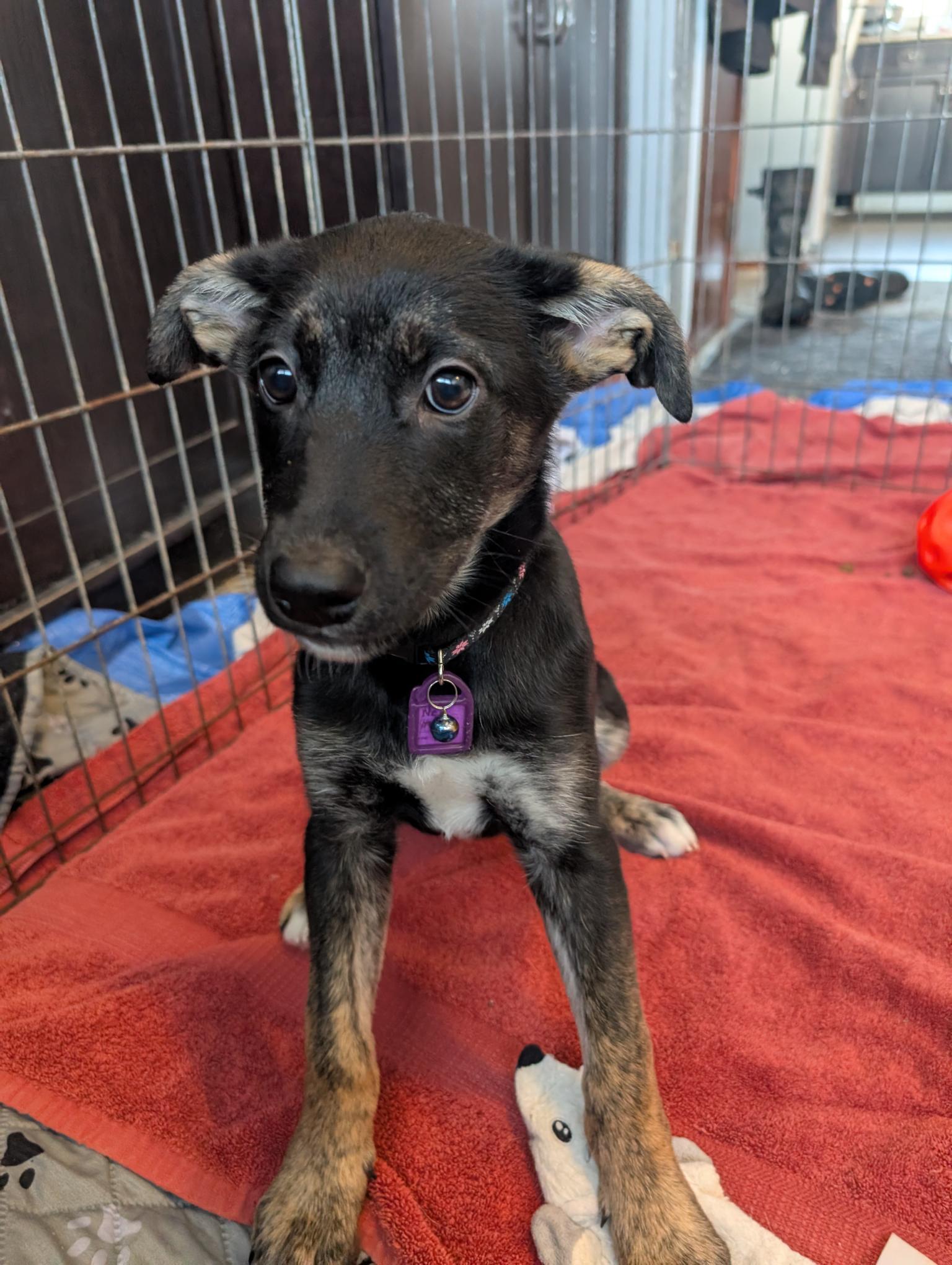 Bashful, a ADOPTABLE Mixed Breed in Saskatoon, SK image 5/6