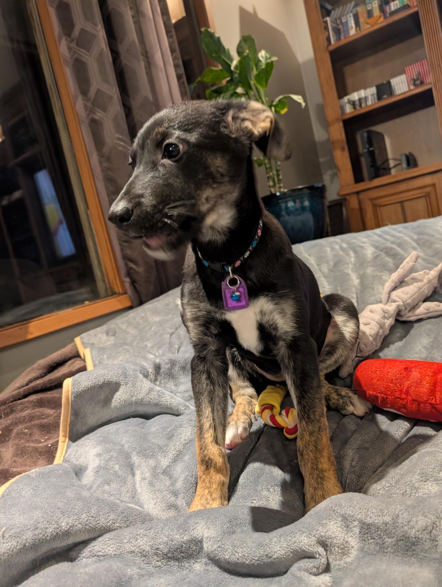 Bashful, a ADOPTABLE Mixed Breed in Saskatoon, SK image 4/6