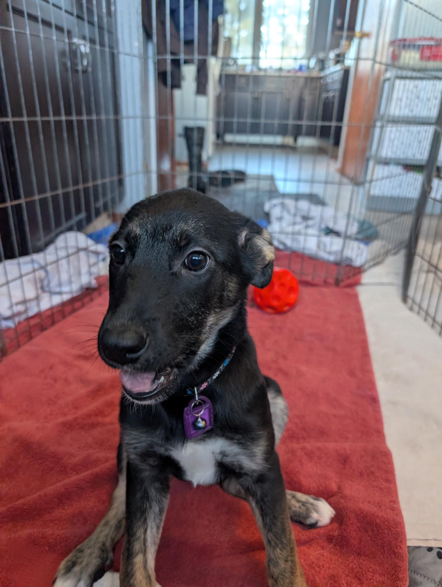 Bashful, a ADOPTABLE Mixed Breed in Saskatoon, SK image 2/6