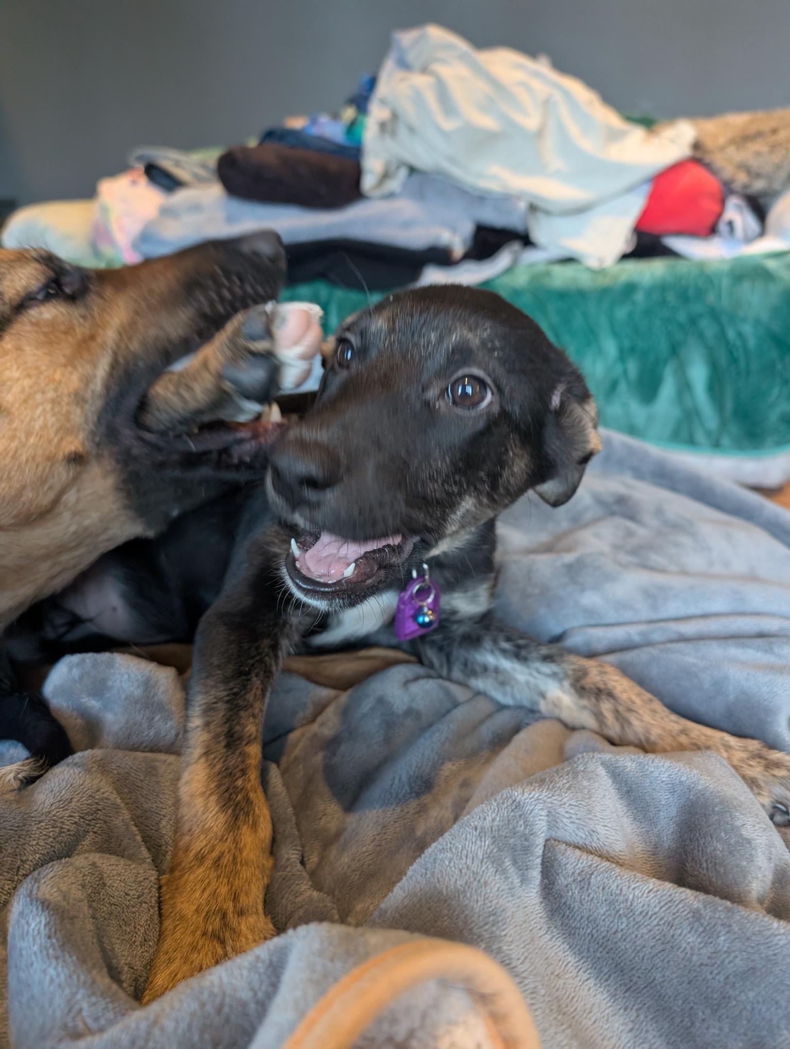 Bashful, a ADOPTABLE Mixed Breed in Saskatoon, SK image 6/6