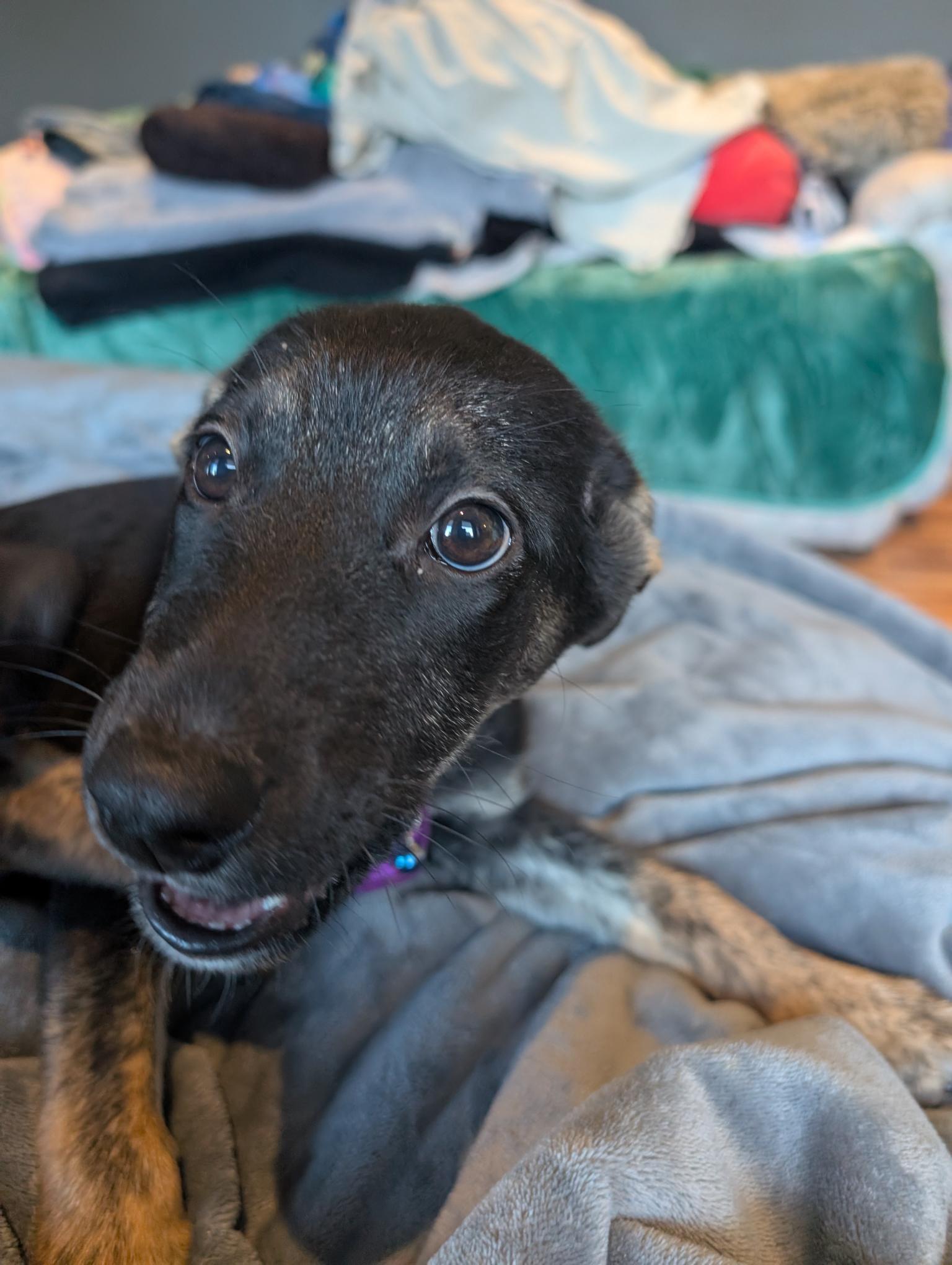 Bashful, a ADOPTABLE Mixed Breed in Saskatoon, SK image 3/6