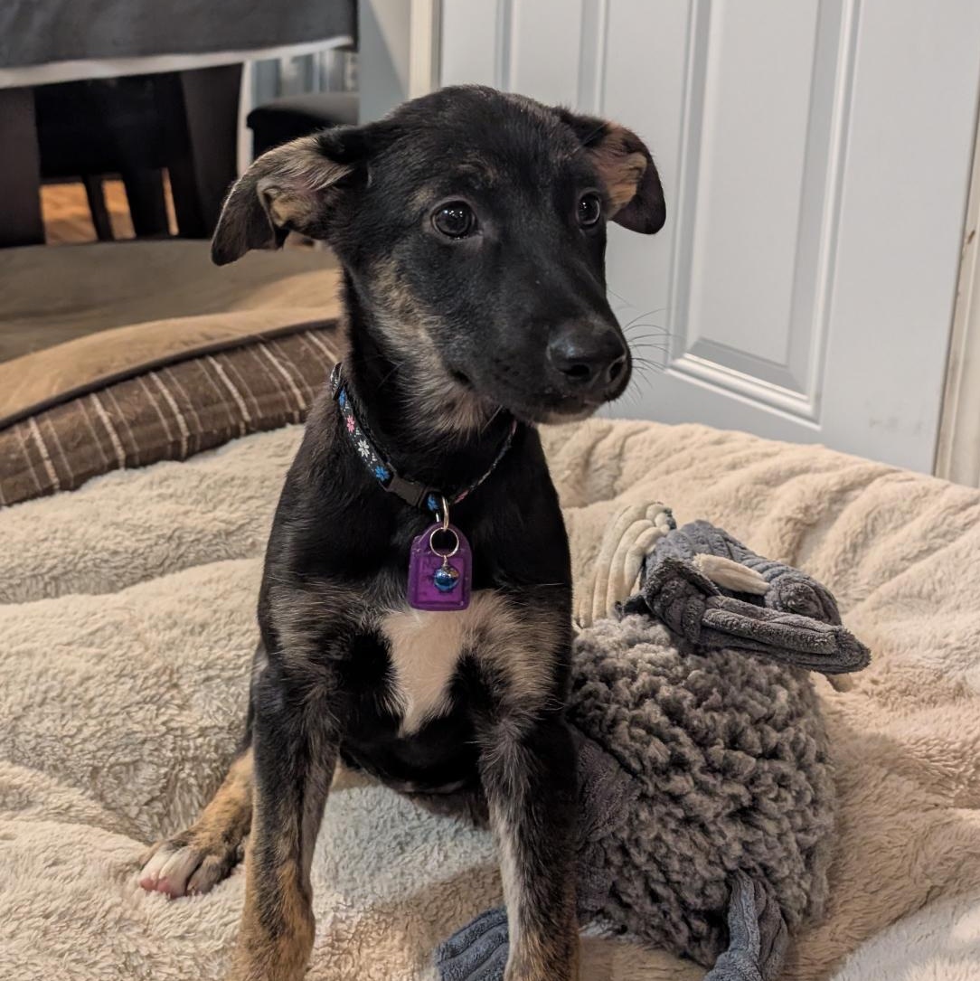 Bashful, ADOPTABLE, Puppy Female Mixed Breed.