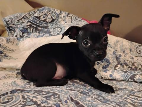 Enlarge Nolan Legacy, an adopted Chihuahua in Williamsburg, VA image 2/6