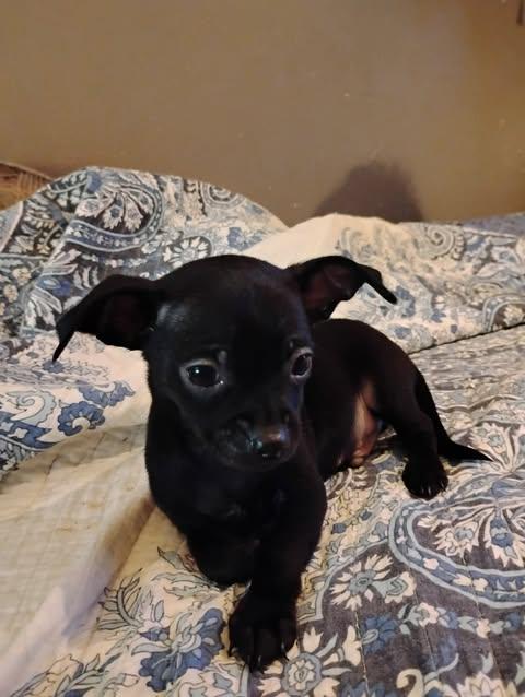 Enlarge Nolan Legacy, an adopted Chihuahua in Williamsburg, VA image 3/6