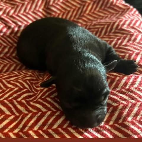 Enlarge Nolan Legacy, an adopted Chihuahua in Williamsburg, VA image 6/6