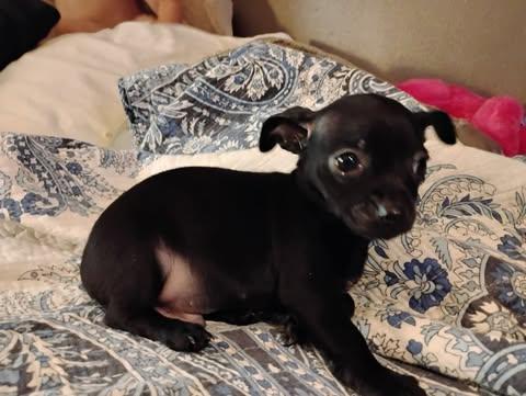 Enlarge Nolan Legacy, an adopted Chihuahua in Williamsburg, VA image 4/6