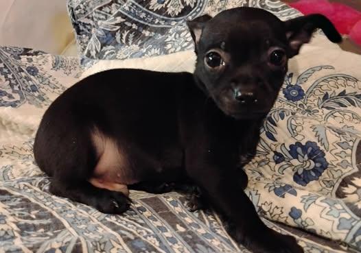 Enlarge Nolan Legacy, an adopted Chihuahua in Williamsburg, VA image 5/6