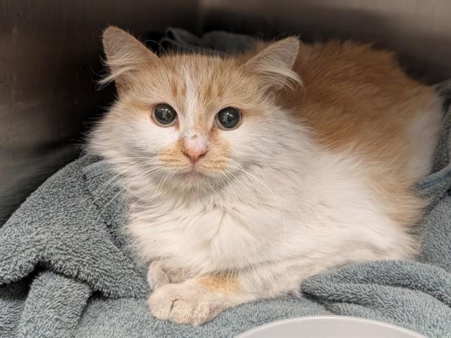 Enlarge KAT, a Adoptable Domestic Medium Hair in Ontario, CA image 1/1