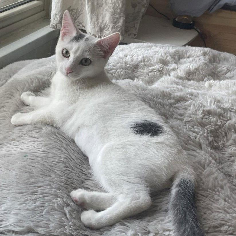 Blanca, Adoptable, Young Female Domestic Short Hair.