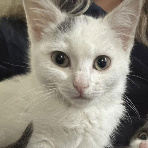 Enlarge Blanca, a Adoptable Domestic Short Hair in Laramie, WY image 2/3