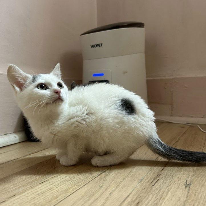 Enlarge Blanca, a Adoptable Domestic Short Hair in Laramie, WY image 3/3