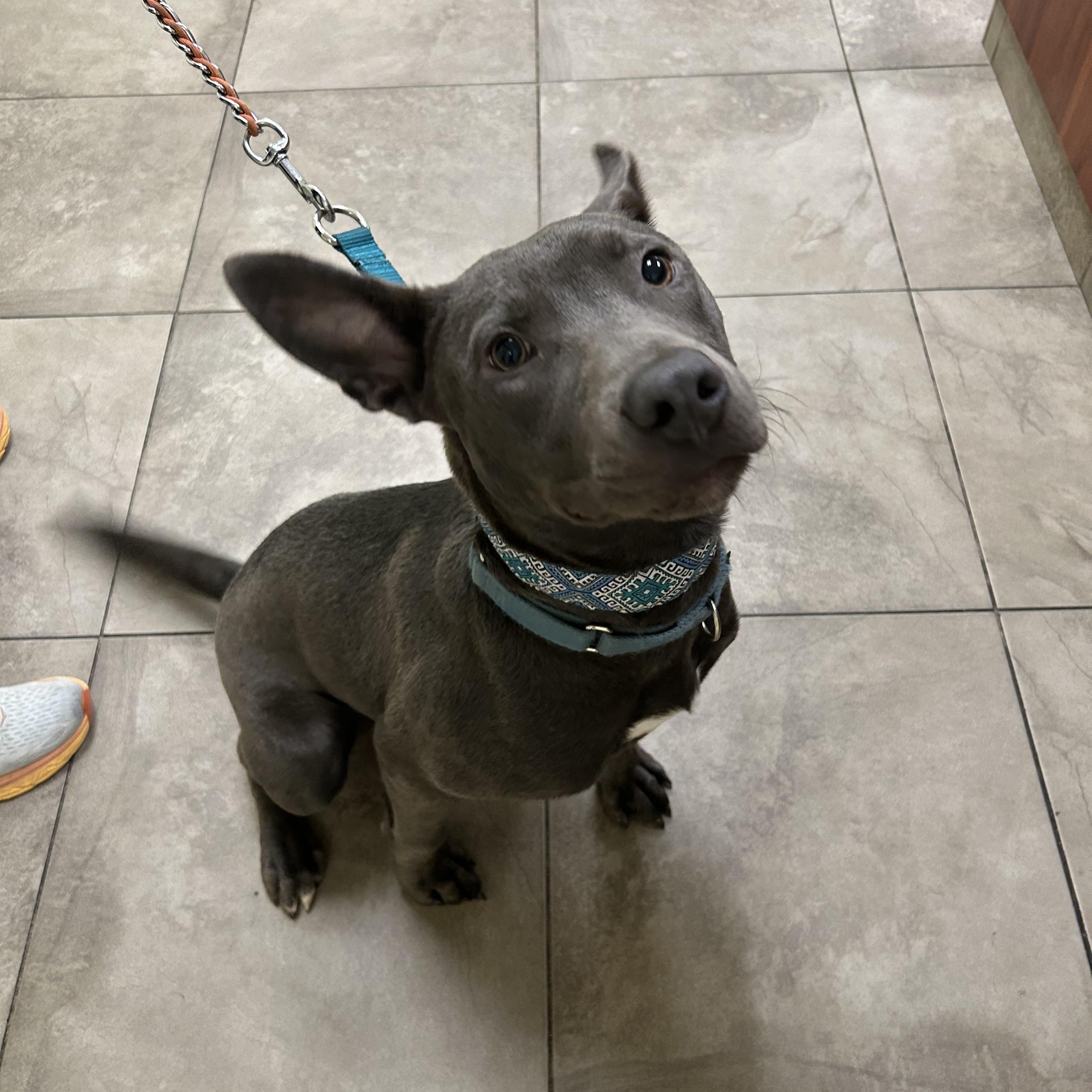 QUINCY, Adoptable, Young Male Weimaraner.