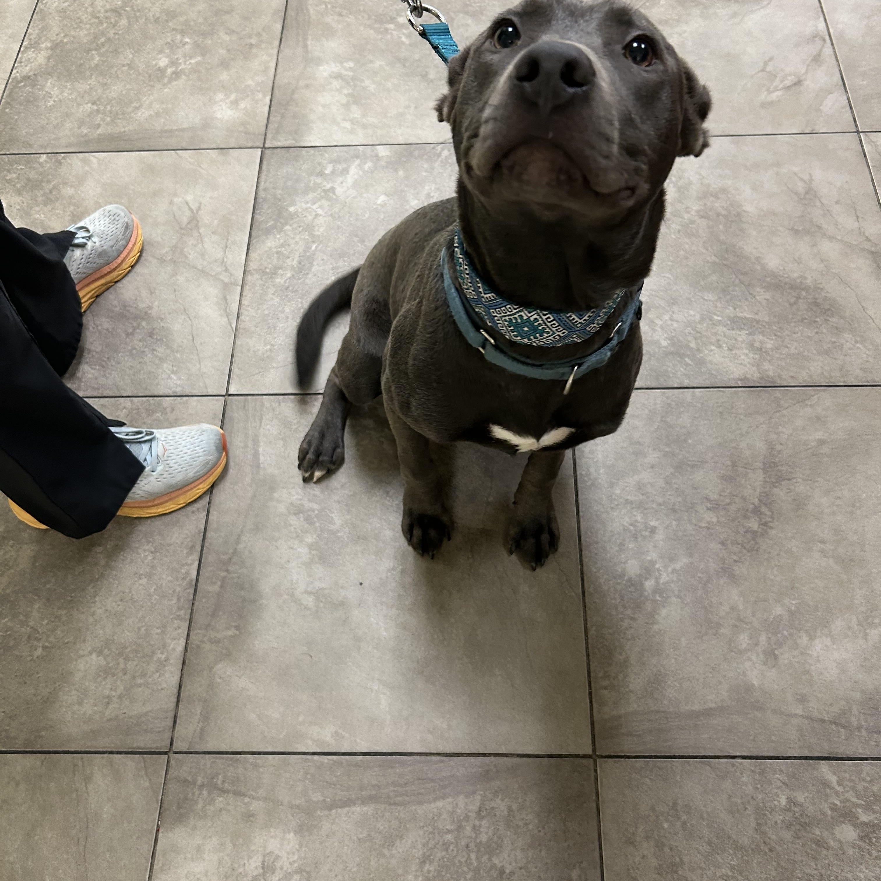 Enlarge QUINCY, a Adoptable mixed breed in Wilmington, NC image 2/2