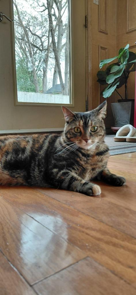 Enlarge Nanny, an adoptable mixed breed in Tyler, TX image 3/5