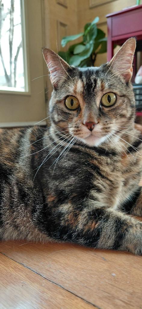 Enlarge Nanny, an adoptable mixed breed in Tyler, TX image 2/5