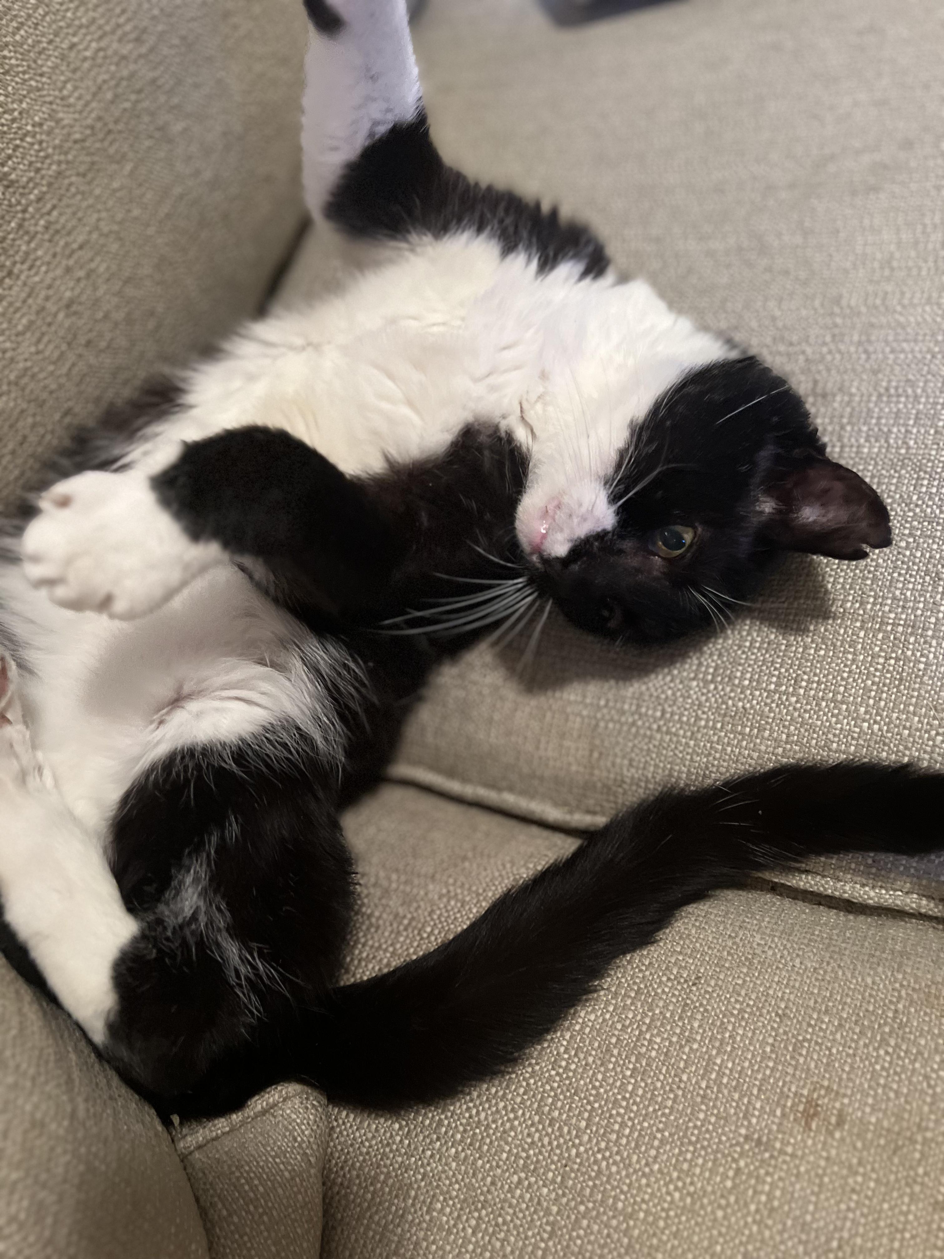 ALEX - Loyal Companion!, a Adoptable mixed breed in New York, NY image 3/4