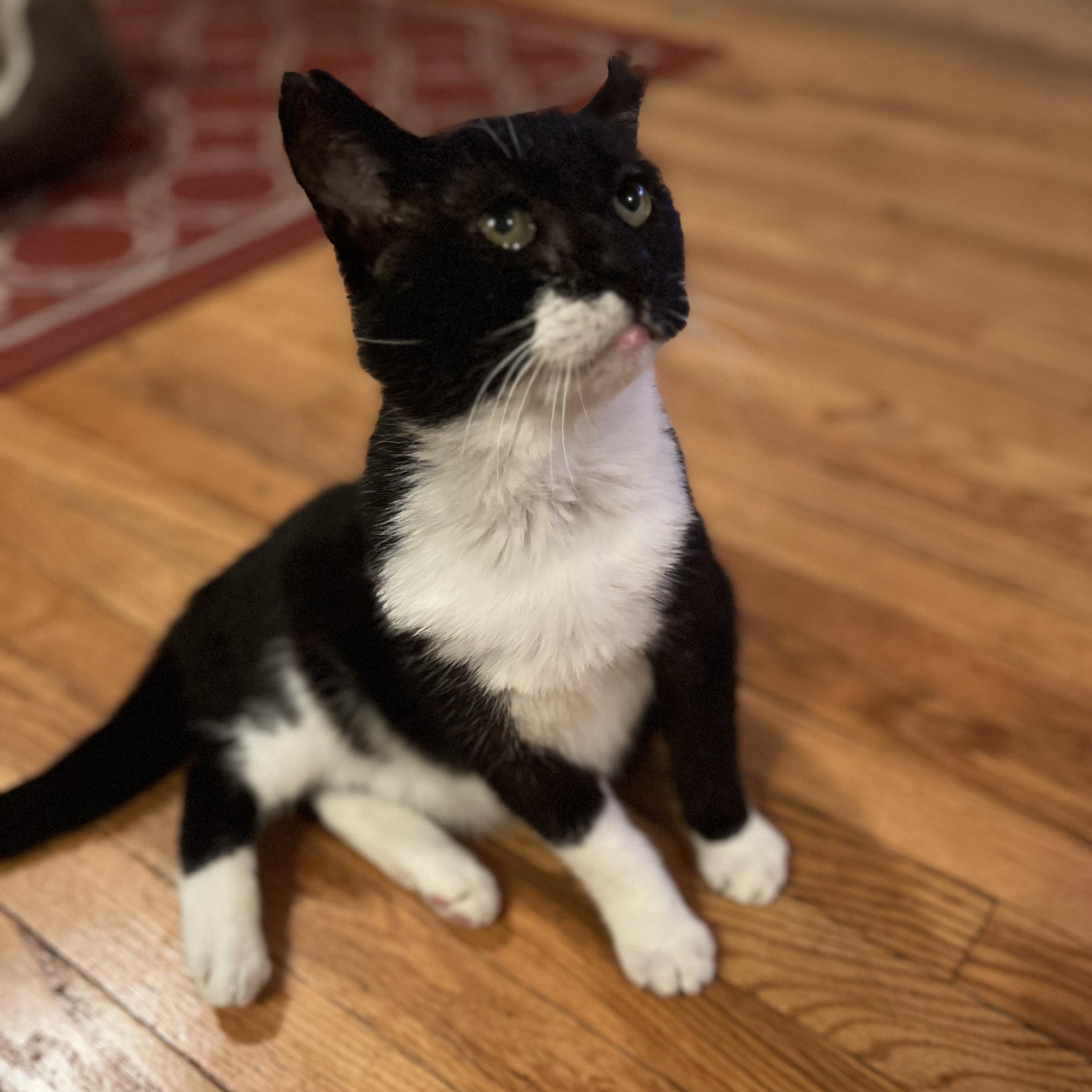 ALEX - Loyal Companion!, Adoptable, Adult Male Tuxedo & Domestic Short Hair.