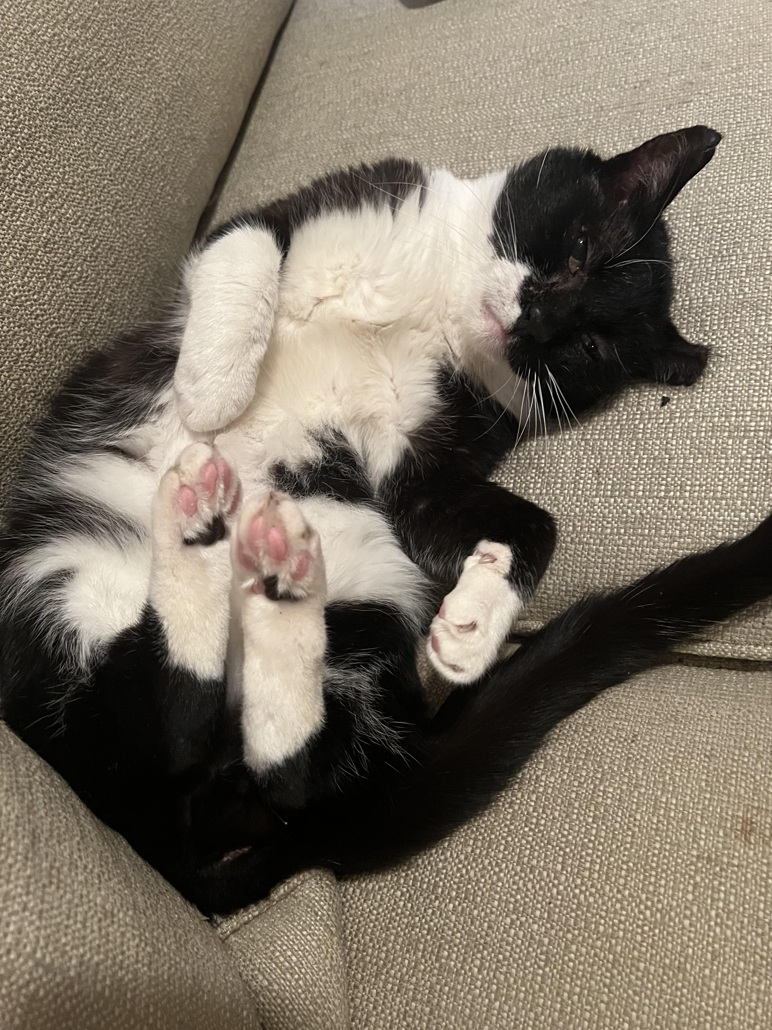 ALEX - Loyal Companion!, a Adoptable mixed breed in New York, NY image 2/4