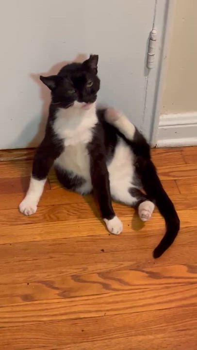 Enlarge ALEX - Loyal Companion!, a Adoptable mixed breed in New York, NY video 4/4