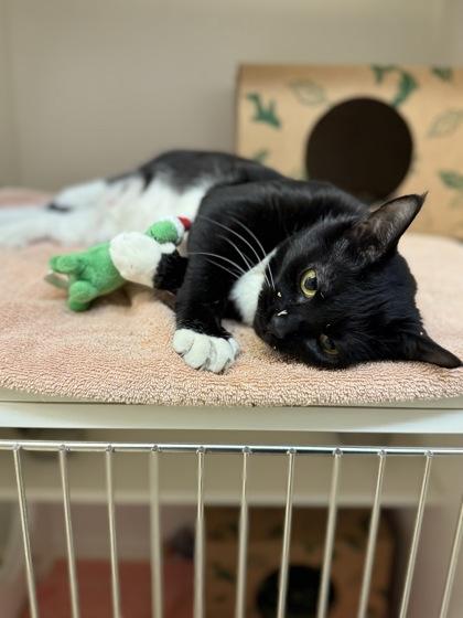 Enlarge YipYip, a Adoptable mixed breed in Harbor Springs, MI image 1/2