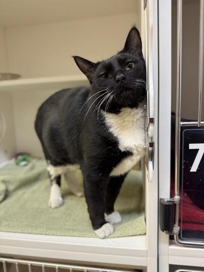 Enlarge YipYip, a Adoptable mixed breed in Harbor Springs, MI image 2/2