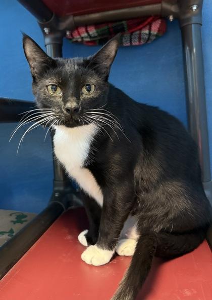 YipYip, Adoptable, Adult Female Domestic Short Hair & Domestic Short Hair.