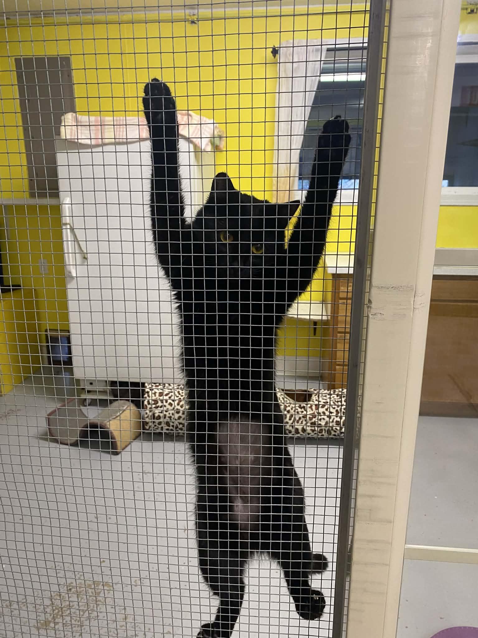 Enlarge Spazz, a ADOPTABLE Domestic Short Hair in St. Maries, ID image 3/4