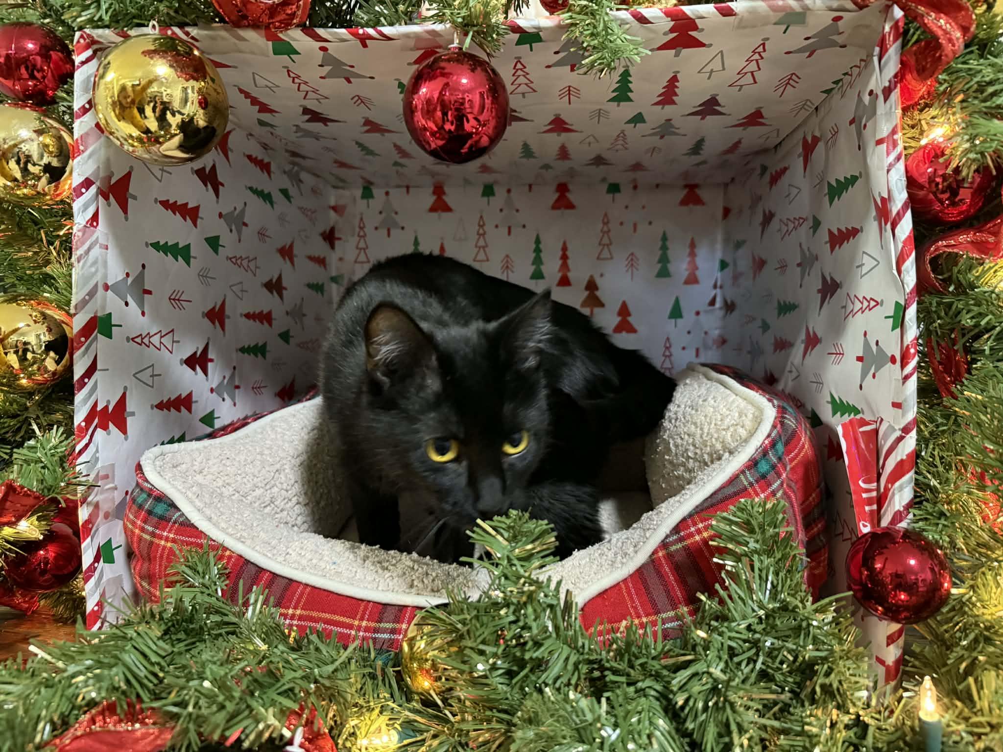 Enlarge Spazz, a ADOPTABLE Domestic Short Hair in St. Maries, ID image 2/4