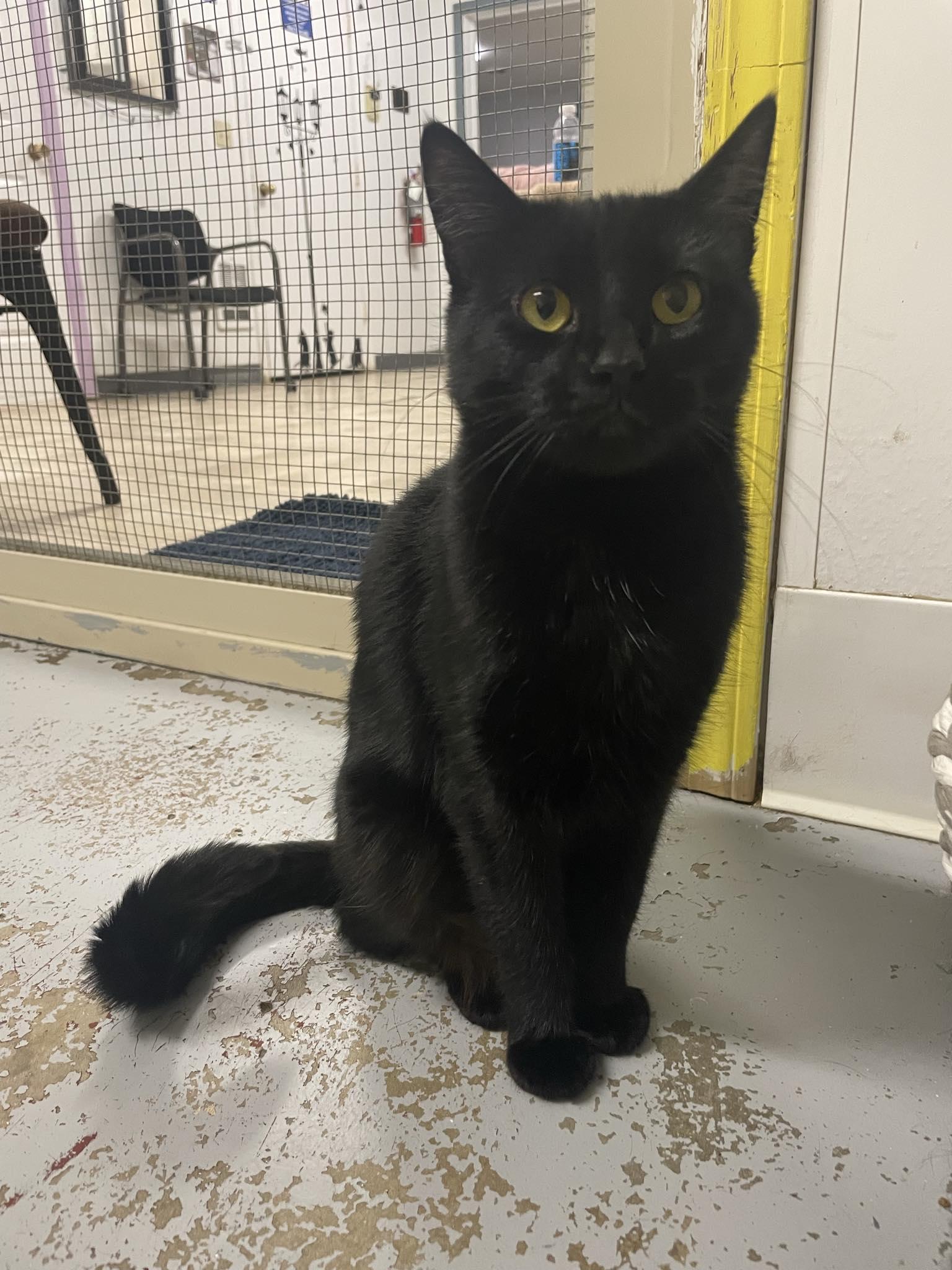 Spazz, ADOPTABLE, Adult Female Domestic Short Hair.