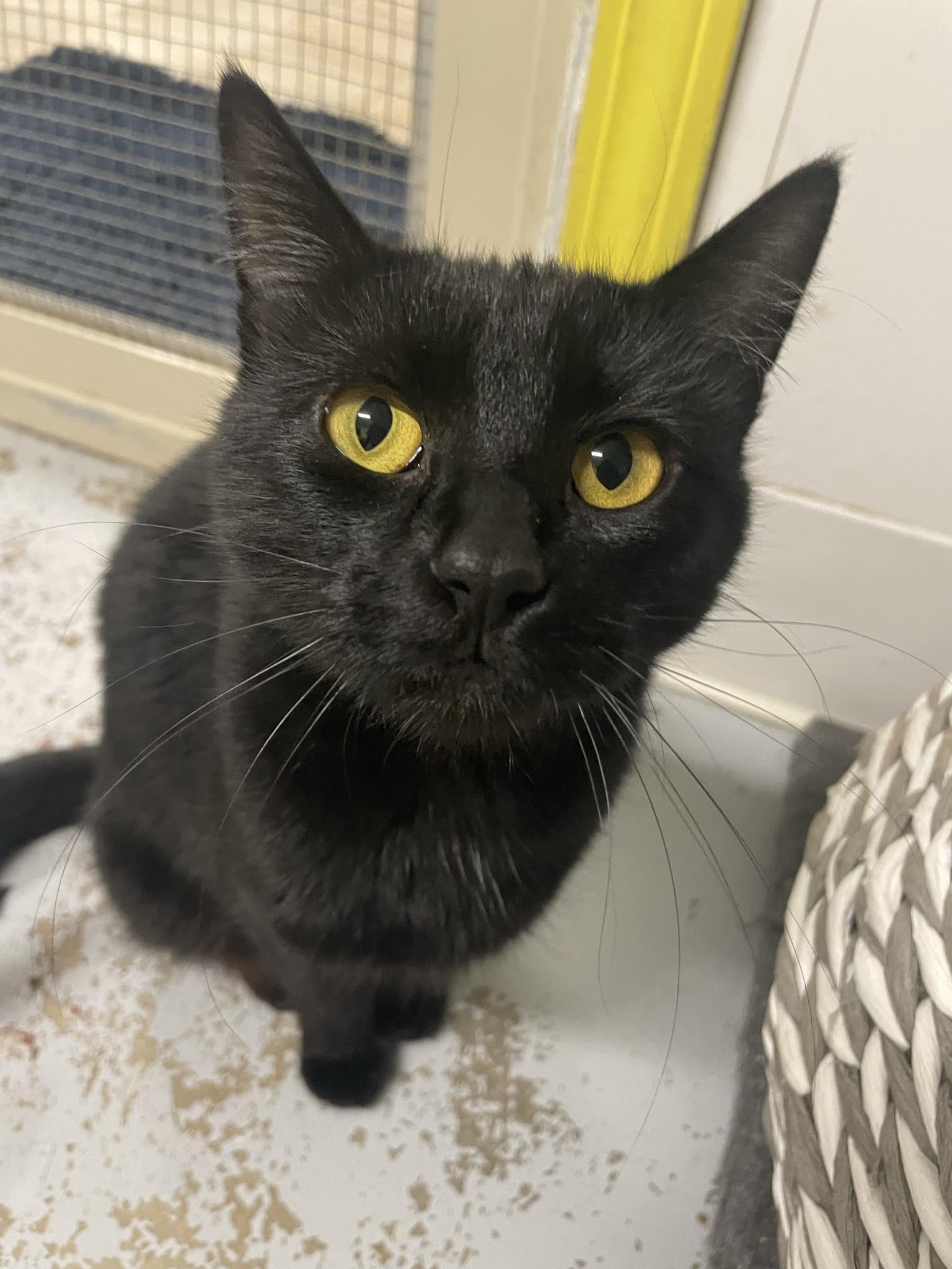 Enlarge Spazz, a ADOPTABLE Domestic Short Hair in St. Maries, ID image 4/4