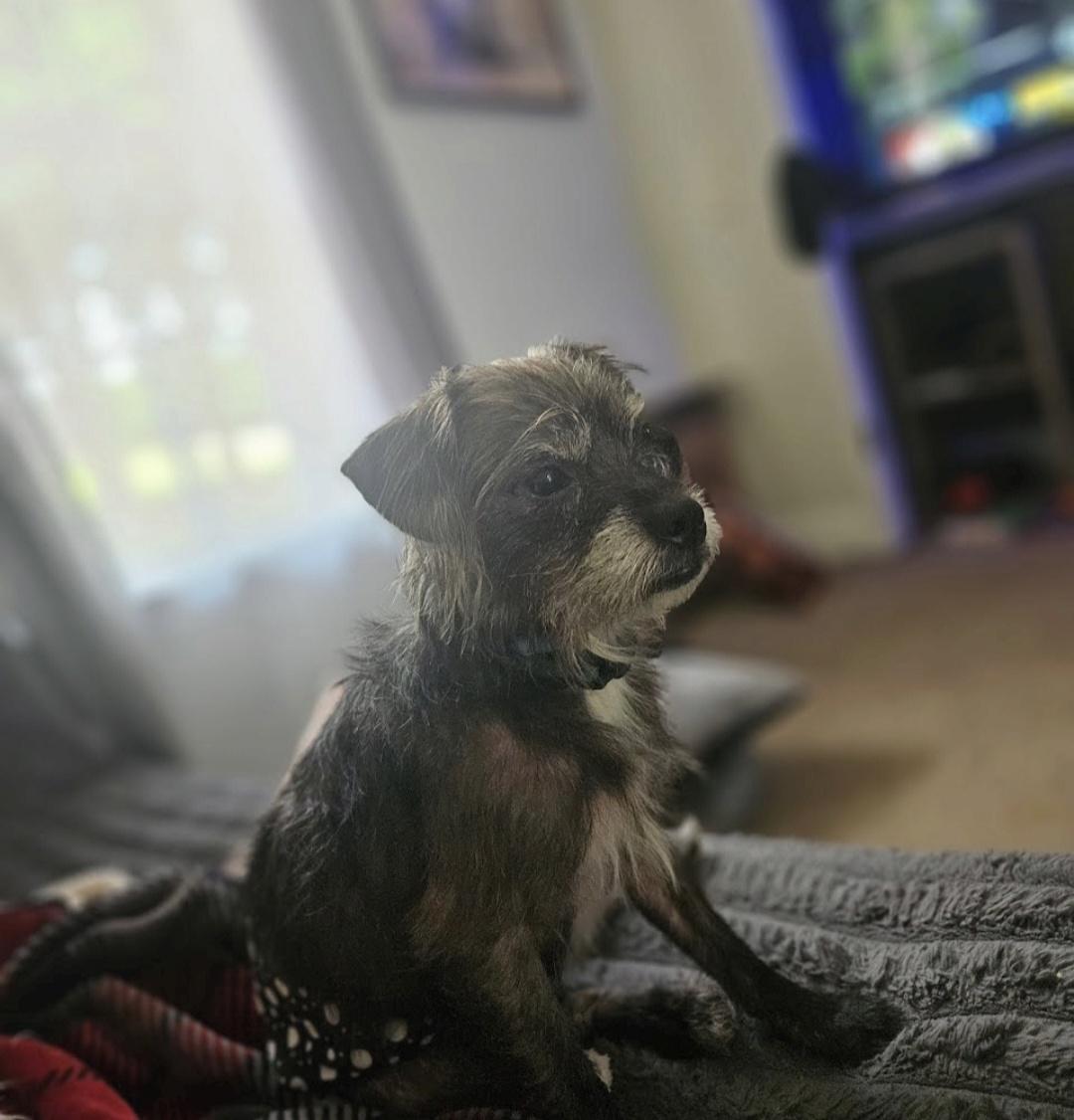 Gus, a Adoptable mixed breed in Knoxville, TN image 6/6