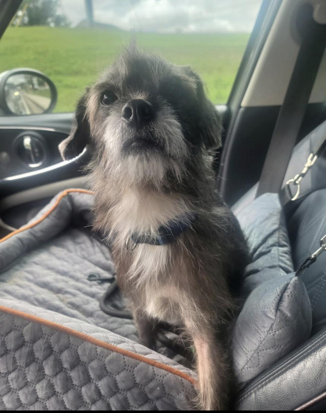 Gus, Adoptable, Adult Male Miniature Schnauzer.