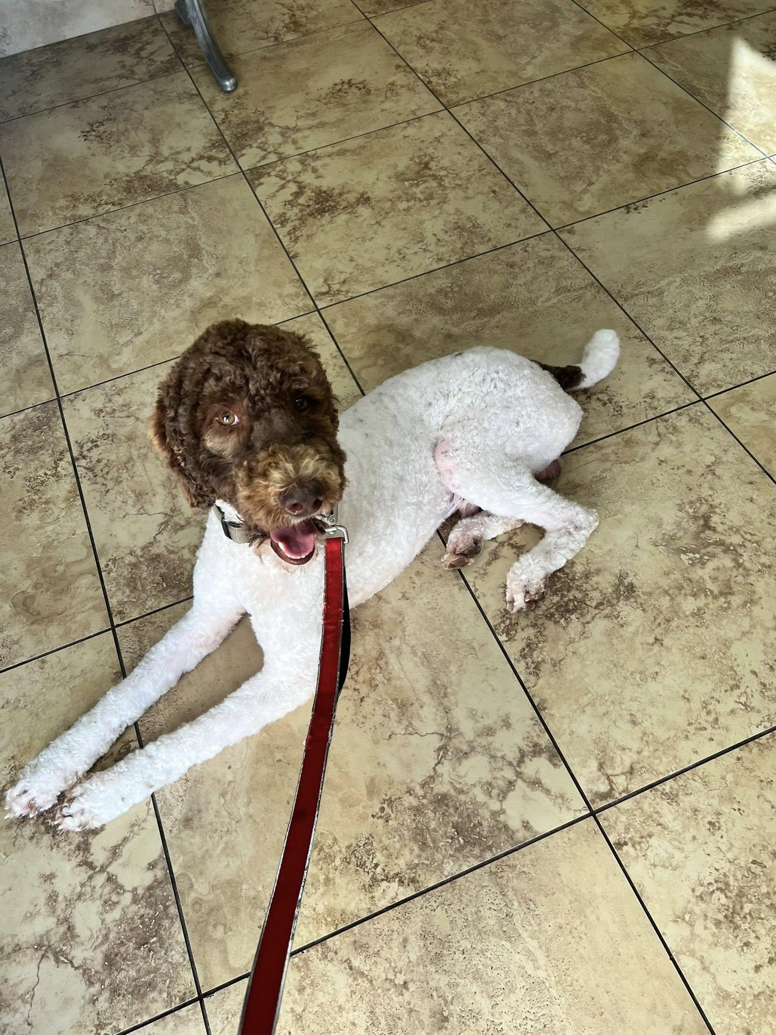 Swayze, ADOPTABLE, Young Male Poodle.