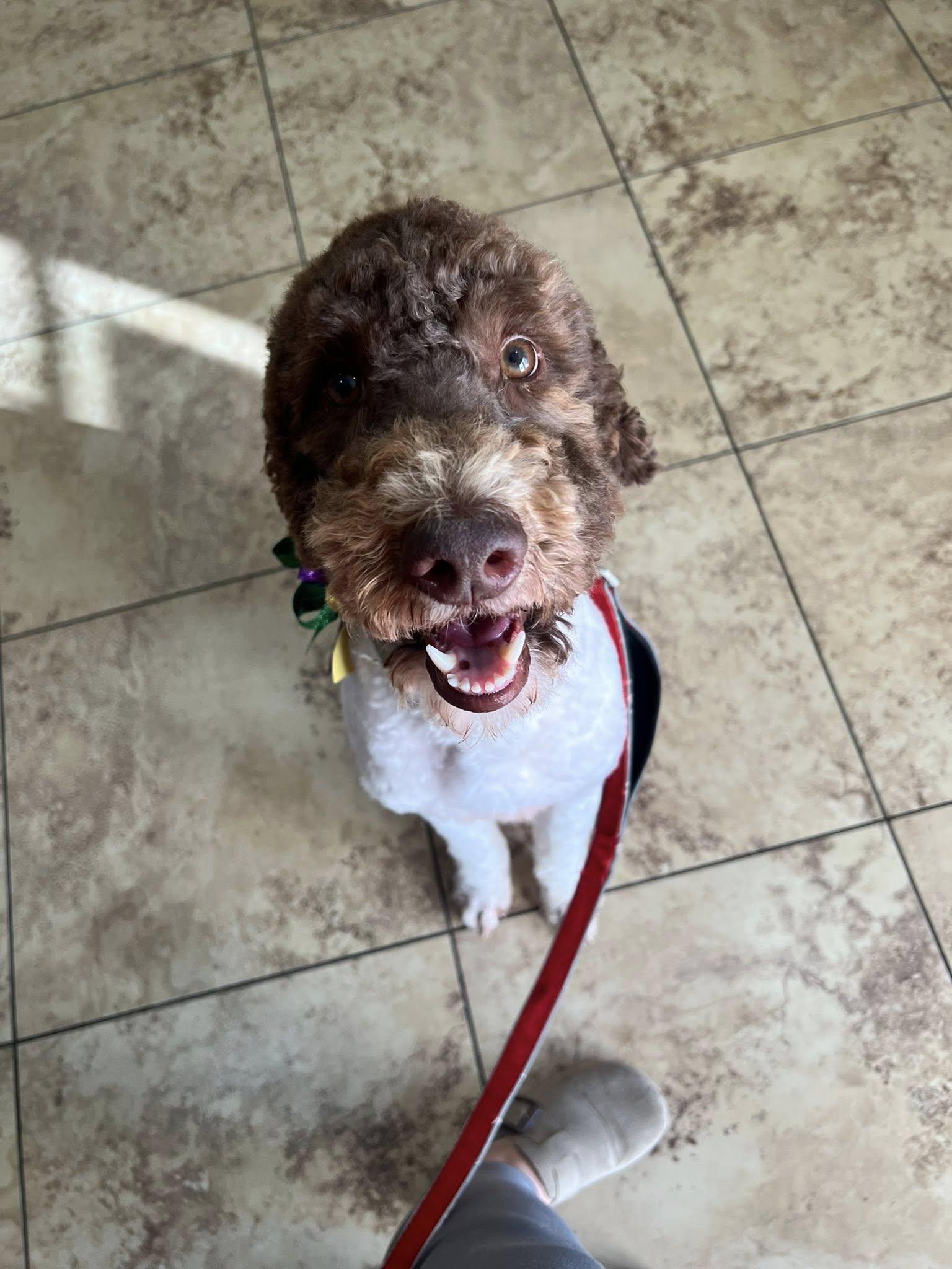 Enlarge Swayze, a ADOPTABLE Poodle in Gonzales, LA image 2/2