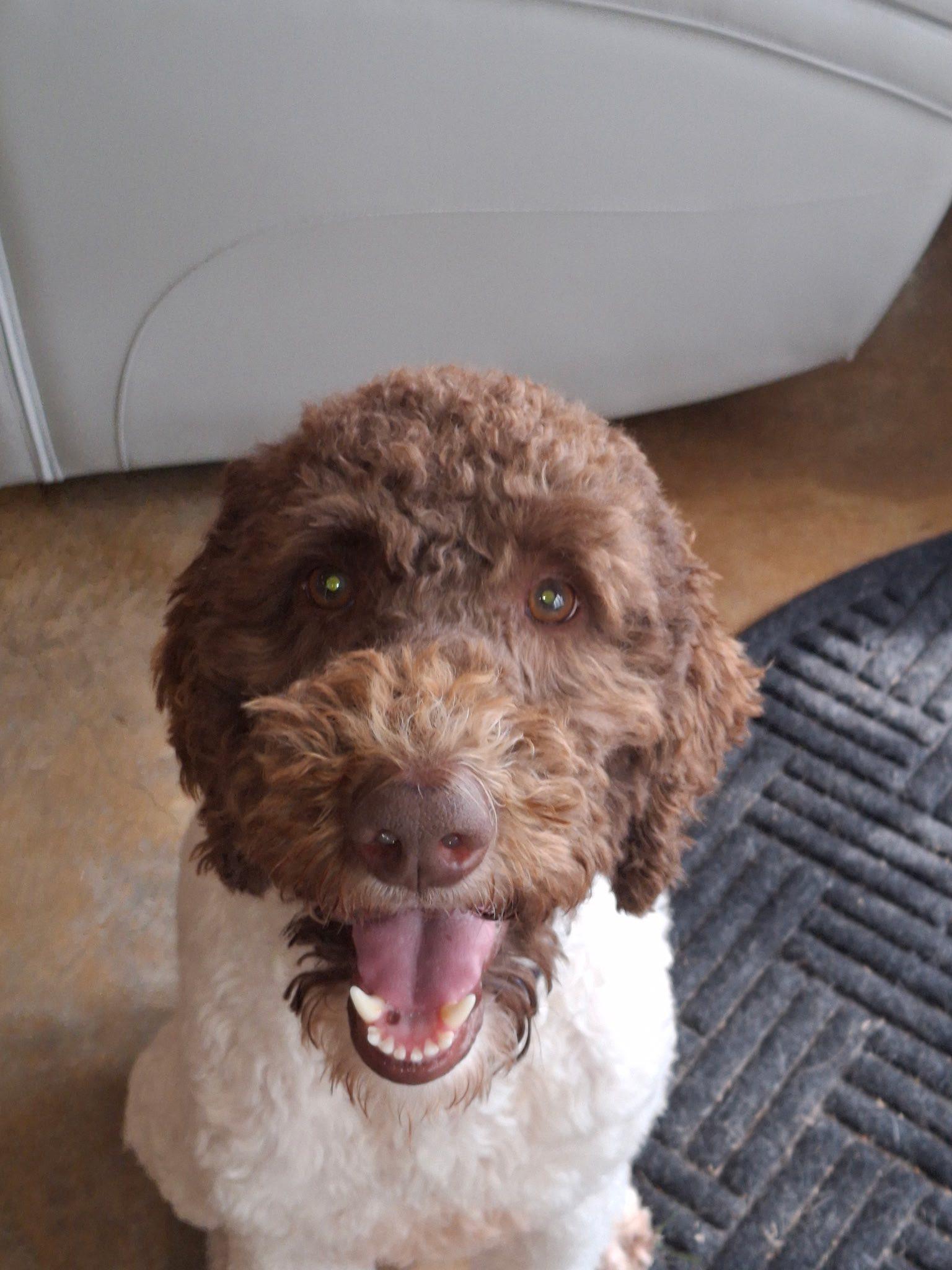 Enlarge Swayze, a ADOPTABLE Poodle in Gonzales, LA image 1/1