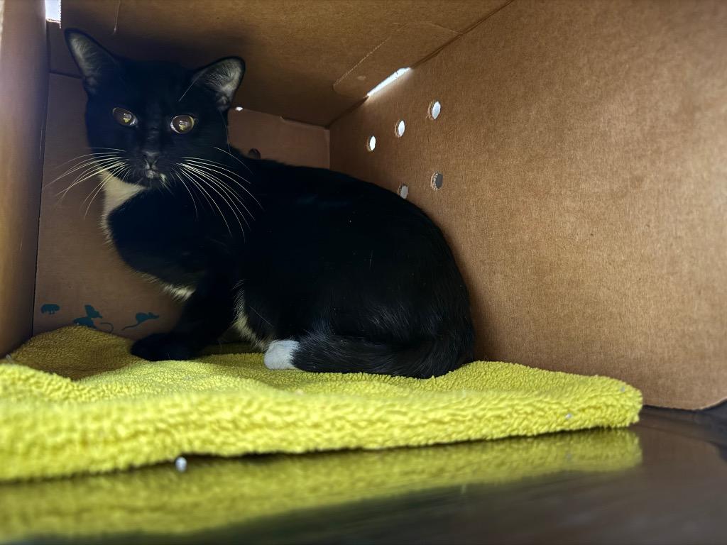 Enlarge Mimosa, a Adoptable mixed breed in Hot Springs, AR image 1/1